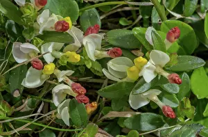 Angiosperm: Shrubby milkwort, Polygala chamaebuxus, in flower. Alps