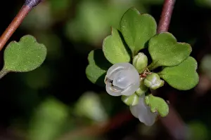 Shrubby: Shrubby Tororaro