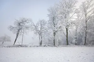 Vine: Shrubs and trees in hoarfrost and fog