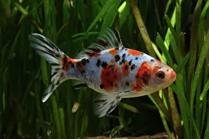 Characteristics: Shubunkin calico Goldfish