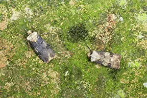 Shuttle: Shuttle Shaped Dart - Male and Female showing sexual