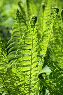 Matteuccia: Shuttlecock fern, Matteuccia struthiopteris, Side