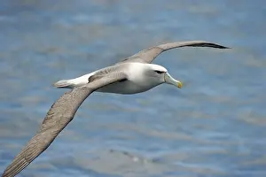 Cauta: Shy Albatross