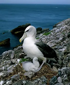 Cauta: Shy albatross and chick on nest