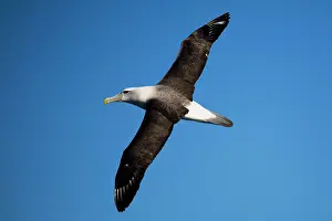 Cauta: Shy Albatross in flight