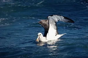 Cauta: Shy Albatross with food - At sea