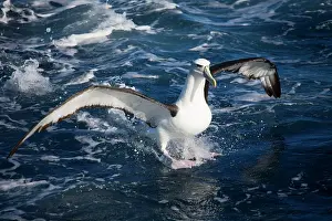 Cauta: Shy Albatross landing