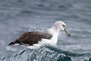 Mollymawk: Shy Albatross / Mollymawk - riding a wave on the sea