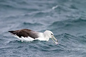 Mollymawk: Shy Albatross / Mollymawk - sitting on the sea eating prey