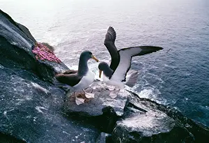 Cauta: Shy Albatross 'MollymawkI - pair greeting at nest