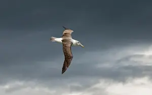 Mollymawk: Shy Albatross (Thalassarche cauta) or White-cap