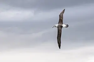 Mollymawk: Shy Albatross (Thalassarche cauta) or White-cap
