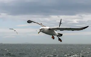 Mollymawk: Shy Albatross (Thalassarche cauta) or White-cap