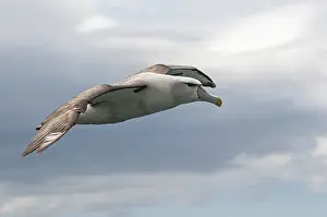 Mollymawk: Shy Albatross (Thalassarche cauta) or White-cap