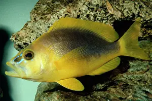 Carribean: Shy Hamlet - grouper
