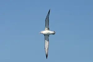 Cauta: Shy / White-capped Albatross