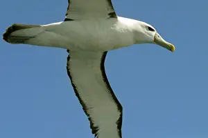 Cauta: Shy / White-capped Albatross