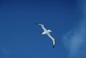 Cauta: Shy / White-capped ALBATROSS - in flight