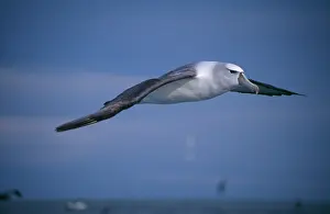 Cauta: Shy / White-capped ALBATROSS - in flight
