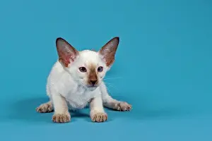 Siam: Siam cat