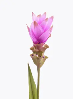 Chiangmai: Siam tulip