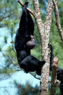 Ian Beames: Siamang Gibbon - adult in tree calling, throat sac enlarged