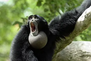 Loud: Siamang (Hylobates syndactylus), adult calling