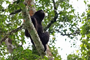 Gibbon: Siamang Siamang