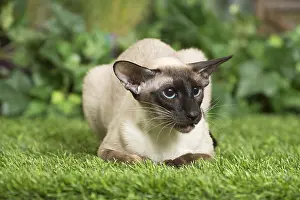 Siameses: Siamese Cat