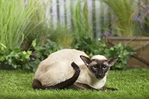 Siameses: Siamese Cat