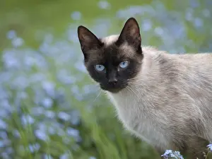 Borage: Siamese cat on a background of blue Myosotis Doubs