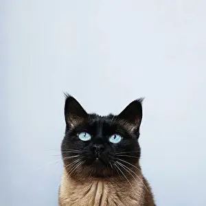 Astronomical: siamese cat with blue eyes looking up to copy space