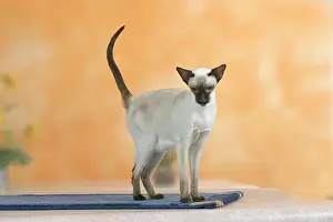 300517: Siamese Cat, chocolate-point