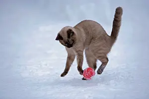 Pointed: Siamese cat - chocolate point playing with ball in snow