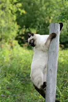 Fencepost: Siamese Cat climbing fencepost