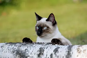 Queens: Siamese Cat - female behind birch log, watching