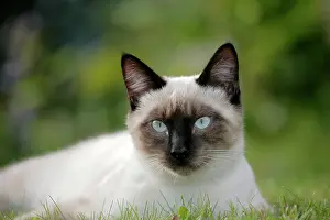 Queens: Siamese Cat, female portrait