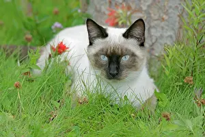 Queens: Siamese Cat, female portrait lying in grass among flowers