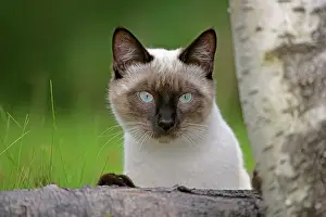 Queens: Siamese Cat, female sitting behind log, watching
