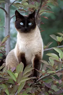 Queen: Siamese Cat - Female sitting in tree