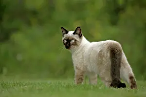 Queens: Siamese Cat, female standing in grass, portrait