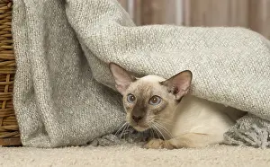 Siameses: Siamese cat indoors