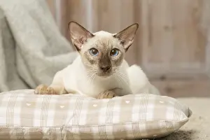 Siameses: Siamese cat indoors