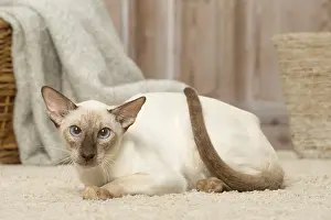 Siameses: Siamese cat indoors