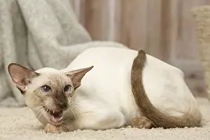 Growling: Siamese cat indoors