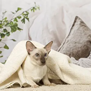 Siameses: Siamese cat indoors