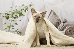 Siameses: Siamese cat indoors