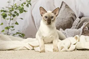 Siameses: Siamese cat indoors