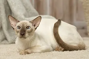 Siamese: Siamese cat indoors