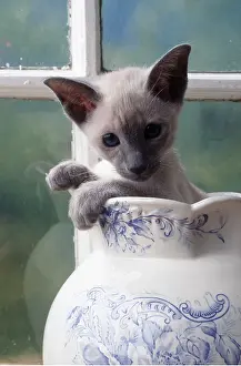 Emerges: SIAMESE CAT - kitten emerges from jug